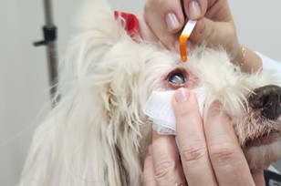 Ultrassom ocular em exame de oftalmologia veterinária